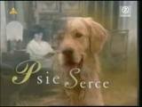 psie-serce-chill.jpg